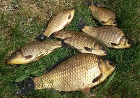 Крупный Карась Фото — Фото