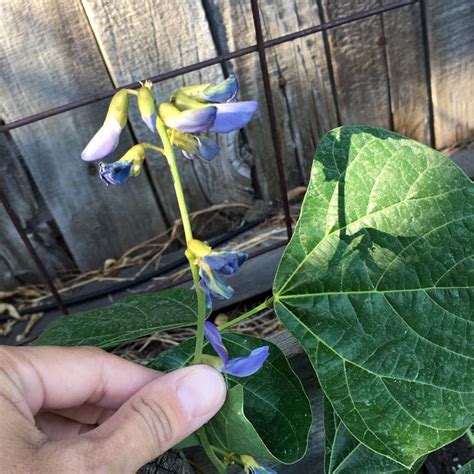 How To Grow Jicama Brown Thumb Mama®