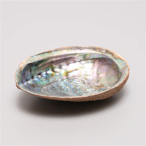 Images for 2712111 SHELL with mother of pearl Havsöra Abalone