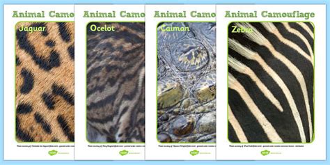 Animals with Stripes Camouflage Posters | Primary Resources