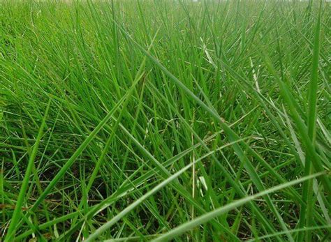 CAPIM BRACHIARIA LLANERO AGROPECUÁRIA