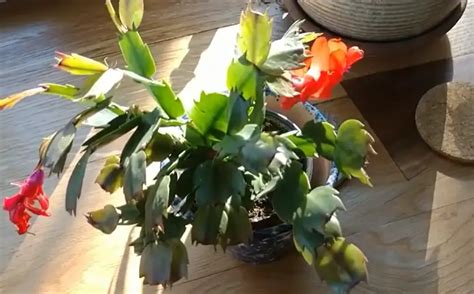 How Do You Get a Christmas Cactus to Bloom? | Citycacti