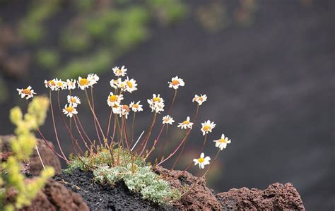 Oltre 100 Foto Etna Sicilia Gratis Pixabay