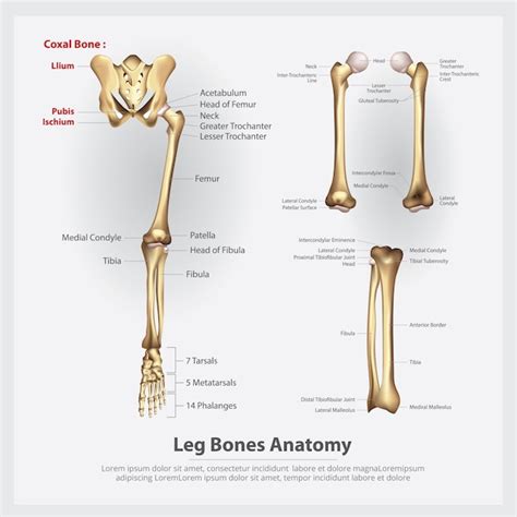 Free Vector | Human anatomy leg bones vector illustration