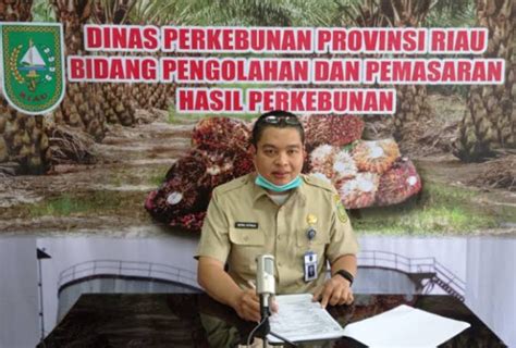 Goriau Sepekan Kedepan Harga Tbs Sawit Di Riau Naik Rp Per Kg