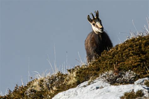 Slobodna Dalmacija Obi Li Smo Lovi Te Na Biokovu Istra Ili To Je