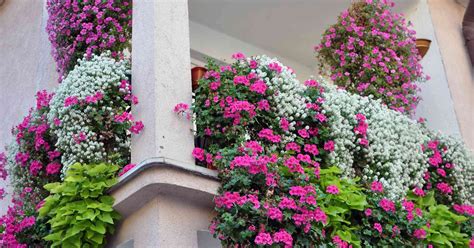 H Ngepflanzen F R Den Balkon Bl Hende Balkonblumen Balkonk Sten