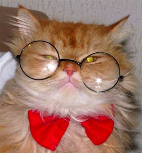 Cats Wearing Glasses Cute Funny Cats Wearing Glasses Cats Free Hot