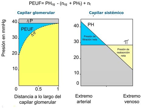 Diferencias Capilares Manuela Iza Udocz