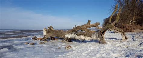 Schlafende Bäume am Strand bei Loissin im Winter GreifswalderNet