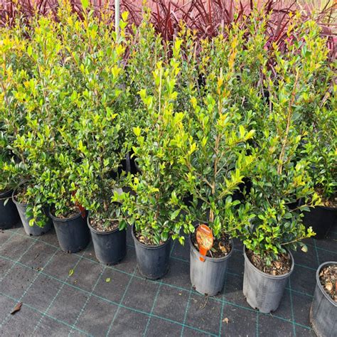 Syzygium Austral Resilience I Lilly Pilly The Australian Plant Shop