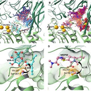 Non Covalent Binding Sites Of Valproic Acid Glucuronide Vpa G And