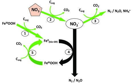 Schematic Diagram Presenting The Coupling Between Bacterial Nitrate