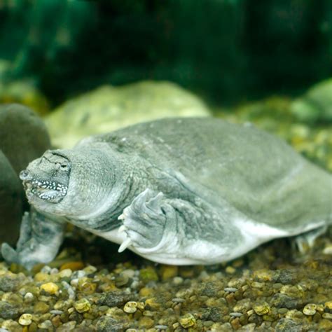 Chinese Softshell Turtle Critter Republic Dive Center