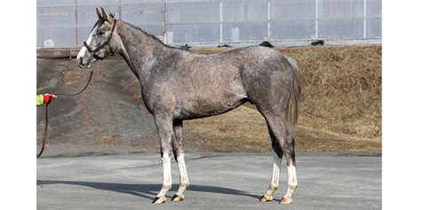 ビッグレッドファーム 牧場現地リポート｜2歳馬牧場リポート2023春｜競馬情報ならjra Van