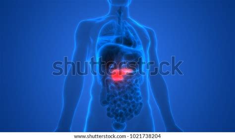 Human Body Organs Anatomy Pancreas 3d Stock Illustration 1021738204