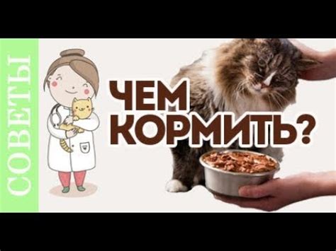 Чем кормить кастрированного кота?! Советы ветеринара. - YouTube