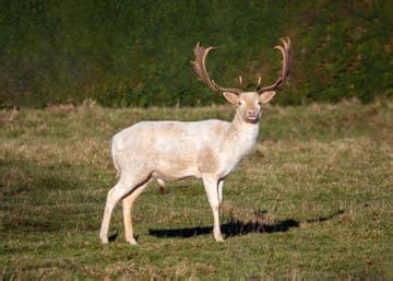 Leucistic Deer Stock Photos - Free & Royalty-Free Stock Photos from ...