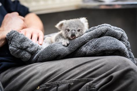 Baby Koala : Zoo Pappelt Koala Baby Auf : See more ideas about baby ...