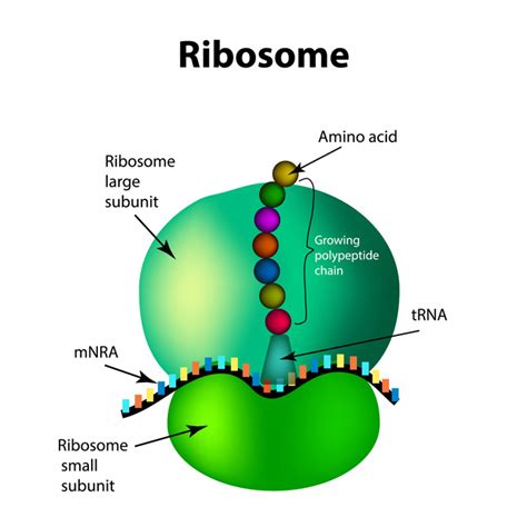 Molekularbiologie Der Zelle Teil Von Der Dna Zum Protein Darwinator