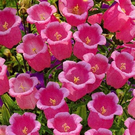 Колокольчик средний: посадка цветов на рассаду, особенности выращивания ...