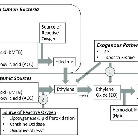 Endogenous and Exogenous Pathways of Ethylene/Ethylene Oxide Exposure ...