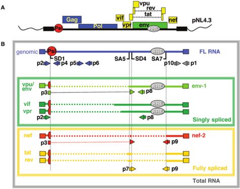 HIV 1 Genome Expression A HIV 1 Proviral DNA PNL4 3 Black Boxes