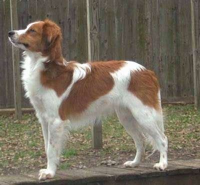 Kooikerhondje Dog Breed Information and Pictures