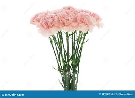 Mother`s Day, Carnations, Pink Carnations, Stock Image - Image of green, flower: 113940851