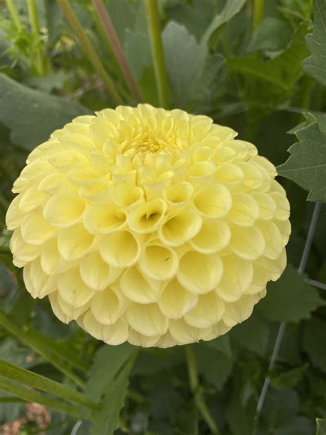 Clearview Daniel Soaring Heart Dahlias