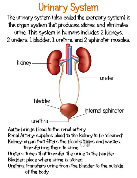 Urinary System Artofit