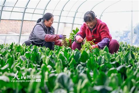 “雨水”至 农事忙人民图片网吴林街道