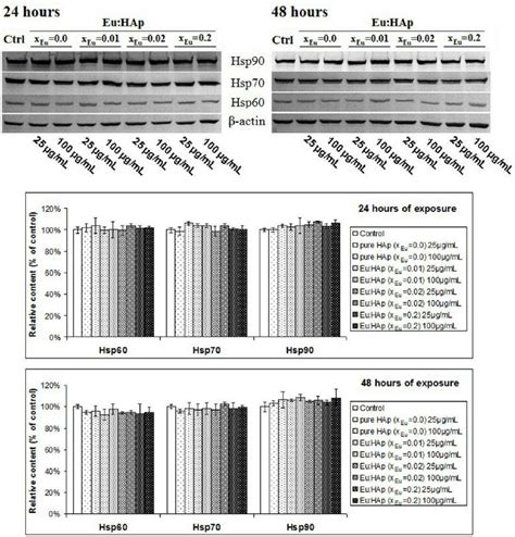 Western Blot Analysis Of Hsp60 Hsp70 And Hsp90 Download Scientific