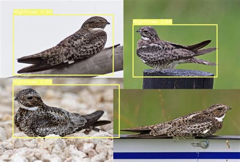 Bird Species Detection Using Deep Learning And Pytorch