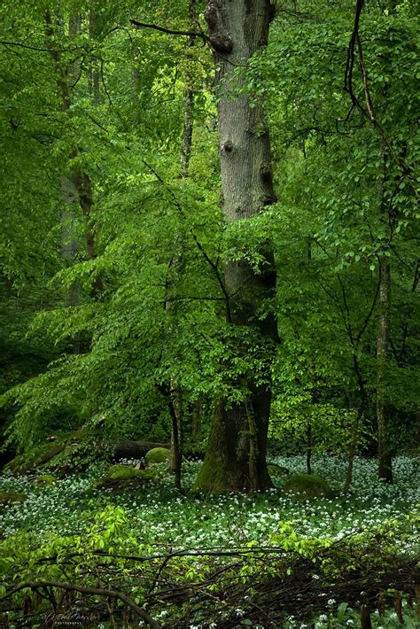 Old Oak In The Garlic Forest Rita Eberle Wessner Flickr