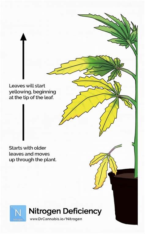 Nitrogen Deficiency Cannabis Photos Chart Drcannabis Io