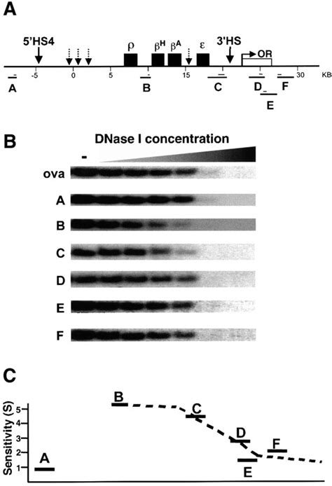 Structural And Functional Conservation At The Boundaries Of The Chicken