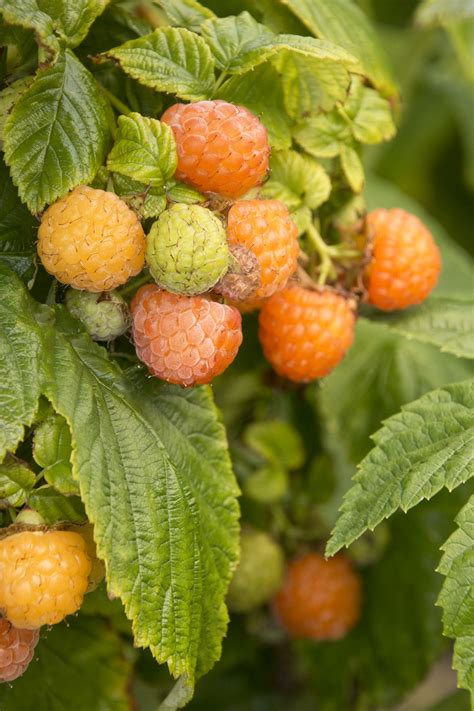 Fall Gold Raspberry Raspberry Plants Fall Garden Vegetables Yellow Raspberries