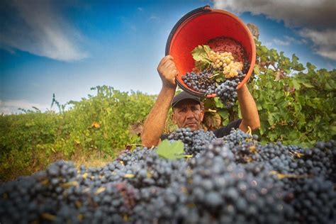 Cantina Di Carpi E Sorbara La Forza Della Cooperazione Emiliana