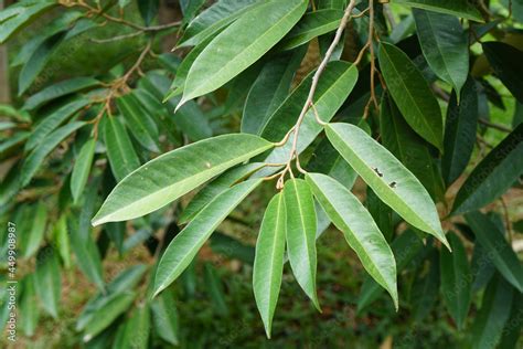 green leaves of durian tree. Dicotyledon or dicot plants. Stock Photo ...