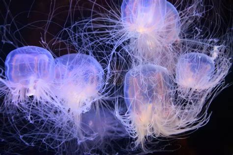 Jellyfish - Japan stock photo. Image of aquarium, japao - 94559942