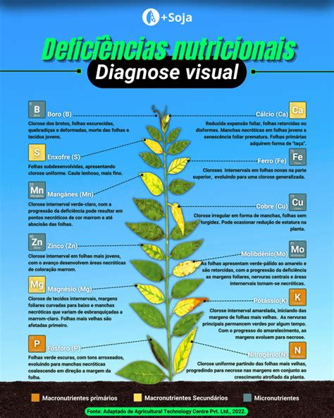 Quais os principais sintomas visuais de deficiência nutricional em