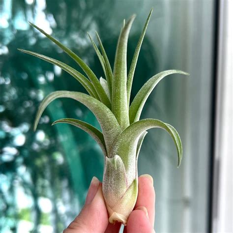 Tillandsia Balbisiana X Streptophylla X Ionantha Rosita Cyc