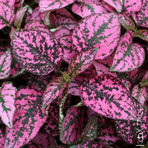 Hypoestes phyllostachya cv - Hypoestes Confetti Pink seeds x30 - Ole ...