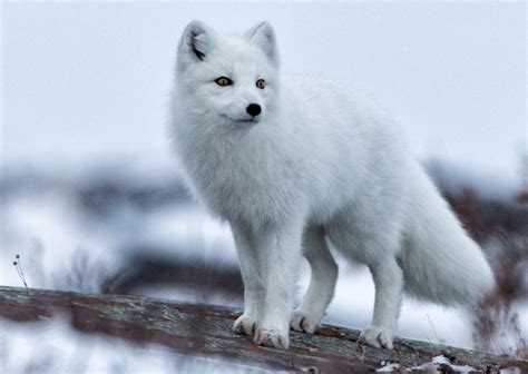 Tundra Animals List With Pictures & Interesting Facts