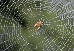 Garden Orb Weaving Spiders SPIDER CHART Venomous or Dangerous?