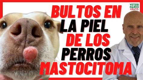 🔴 Mastocitoma Cutáneo Canino 🔴 Tumores De Piel O Bultos En Perros