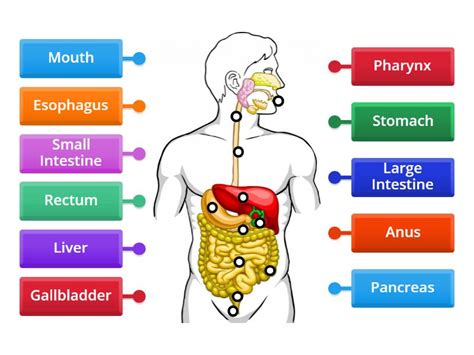 ACTIVITY: Human Digestive System - Labelled diagram