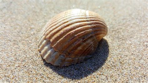 Kerang Laut Pantai Foto Gratis Di Pixabay Pixabay