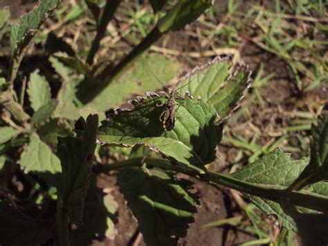 Atrachelus Cinereus From Rivadavia Provincia De Buenos Aires